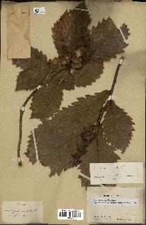 spécimen de Quercus mongolica