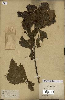 spécimen de Quercus mongolica