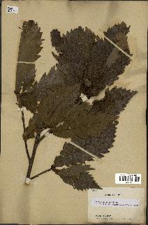 spécimen de Quercus mongolica