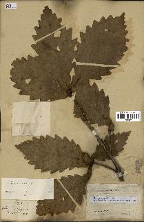 spécimen de Quercus mongolica