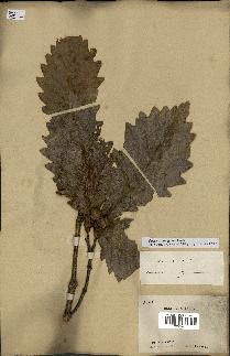 spécimen de Quercus mongolica