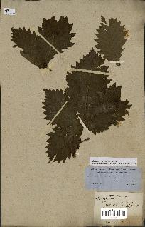 spécimen de Quercus mongolica