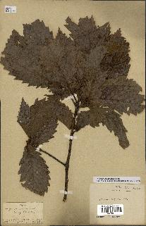 spécimen de Quercus mongolica