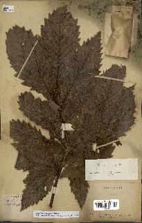 spécimen de Quercus mongolica