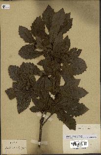 spécimen de Quercus mongolica