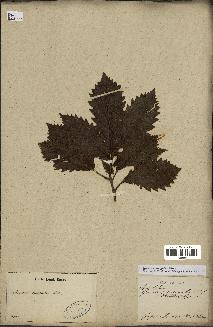spécimen de Quercus mongolica
