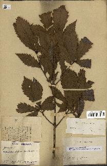 spécimen de Quercus mongolica