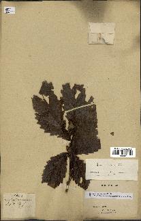 spécimen de Quercus mongolica
