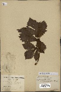 spécimen de Quercus mongolica