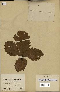 spécimen de Quercus mongolica