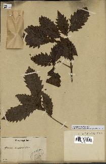 spécimen de Quercus mongolica