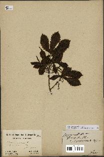 spécimen de Quercus mongolica