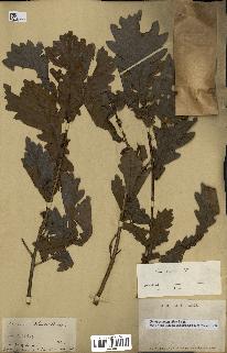 spécimen de Quercus mongolica