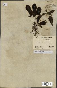 spécimen de Quercus mongolica