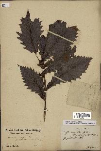 spécimen de Quercus mongolica