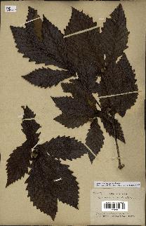spécimen de Quercus mongolica