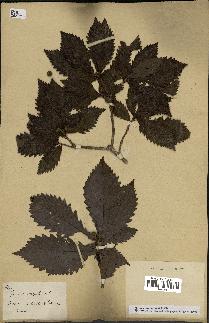 spécimen de Quercus mongolica