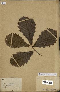 spécimen de Quercus mongolica