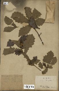 spécimen de Quercus mongolica