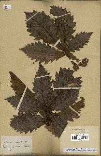 spécimen de Quercus mongolica