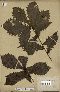spécimen de Quercus mongolica