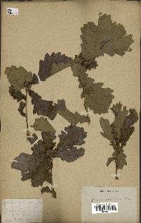 spécimen de Quercus mongolica