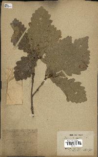 spécimen de Quercus mongolica