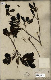 spécimen de Quercus mongolica