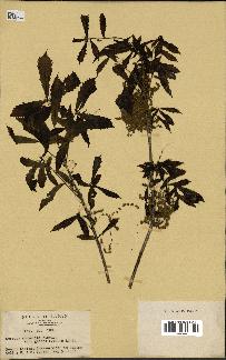 spécimen de Quercus mongolica