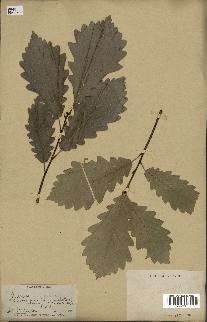 spécimen de Quercus mongolica