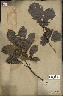spécimen de Quercus mongolica