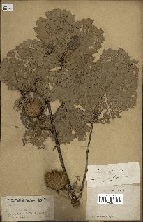 spécimen de Quercus mongolica