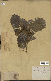 spécimen de Quercus mongolica