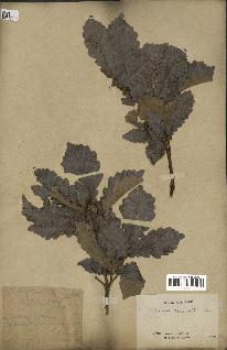 spécimen de Quercus mongolica