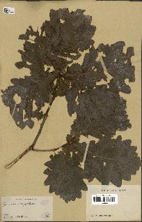 spécimen de Quercus mongolica