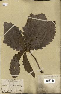 spécimen de Quercus mongolica