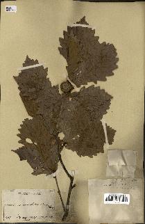 spécimen de Quercus mongolica