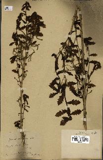 spécimen de Quercus mongolica