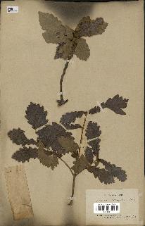 spécimen de Quercus mongolica