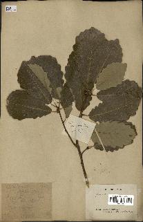 spécimen de Quercus mongolica
