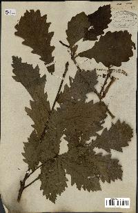 spécimen de Quercus mongolica