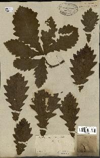 spécimen de Quercus mongolica