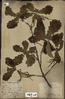 spécimen de Quercus mongolica