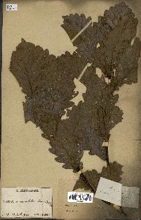 spécimen de Quercus mongolica