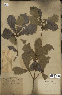 spécimen de Quercus mongolica