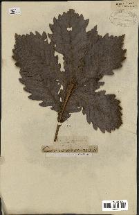 spécimen de Quercus mongolica
