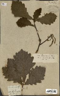 spécimen de Quercus mongolica