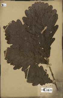 spécimen de Quercus mongolica