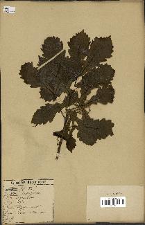 spécimen de Quercus mongolica