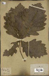 spécimen de Quercus mongolica